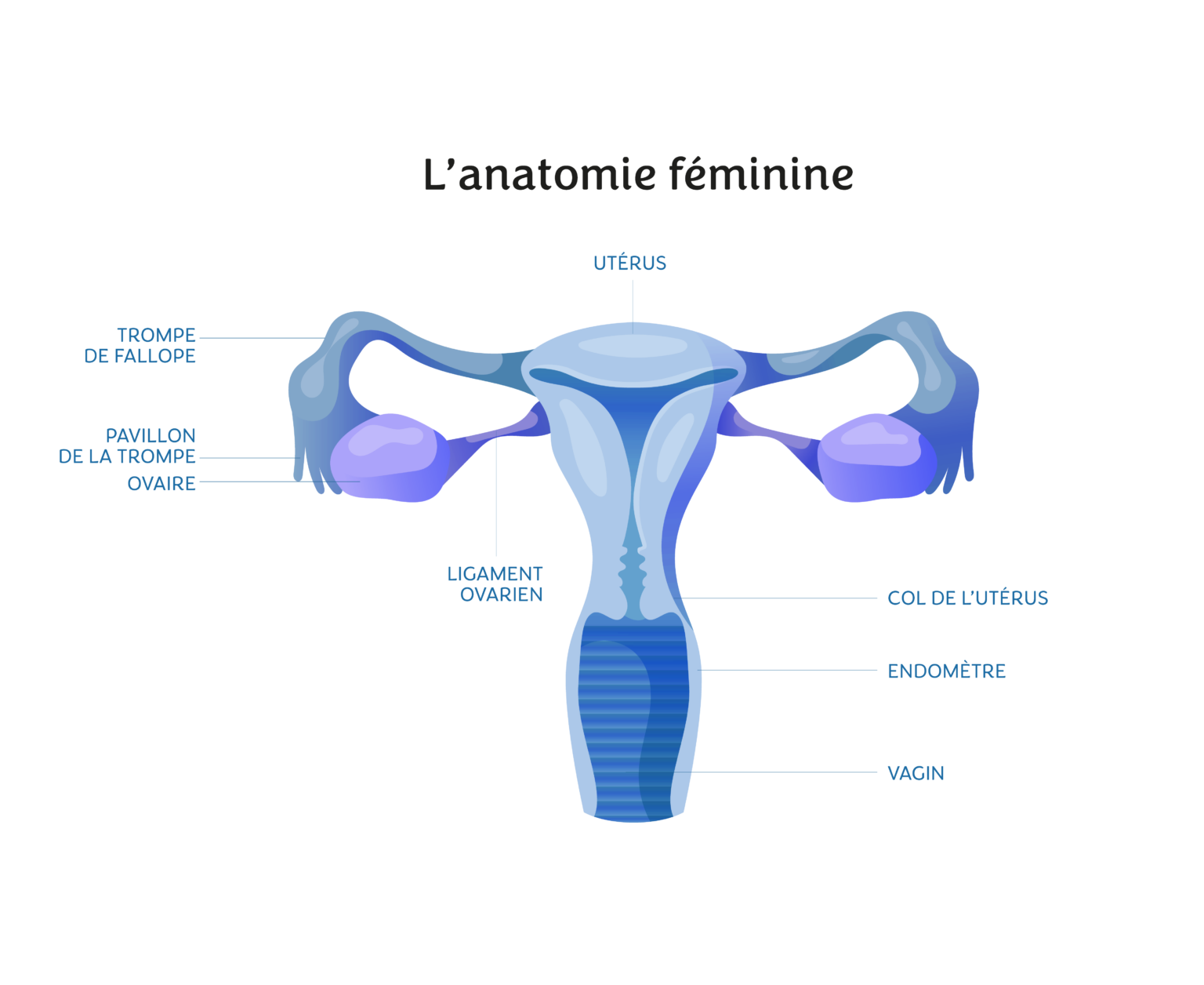 L'anatomie féminine - Intimy